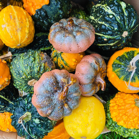 Ceramic Pumpkin - ad&i