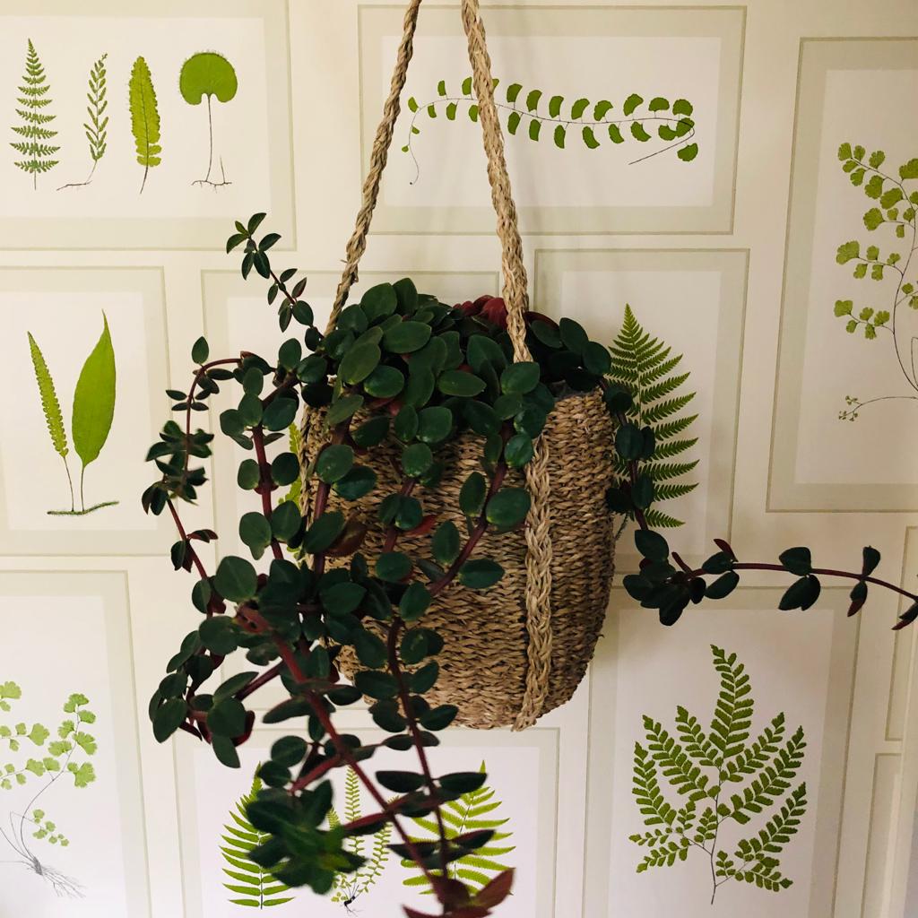 seagrass hanging planter Seagrass Hanging Planter | Plant Pot | Planter | Indoor Plants