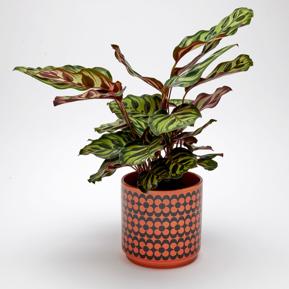 Magpie x Hornsea Repeat Flower Orange Medium Plant Pot - ad&i