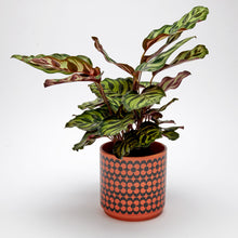 Load image into Gallery viewer, Magpie x Hornsea Repeat Flower Orange Medium Plant Pot - ad&amp;i