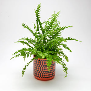 Magpie x Hornsea Repeat Flower Orange Medium Plant Pot - ad&i