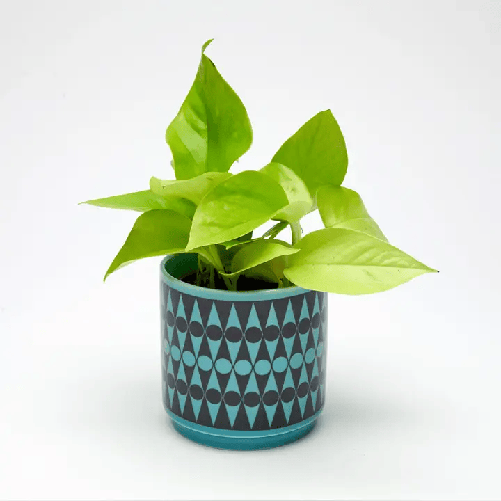Magpie x Hornsea Teal Backgammon Small Plant Pot - ad&i