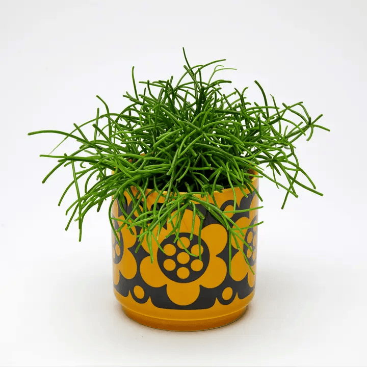 Magpie x Hornsea Yellow Geo Flower Small Plant Pot - ad&i