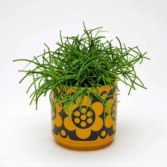 Magpie x Hornsea Yellow Geo Flower Small Plant Pot - ad&i