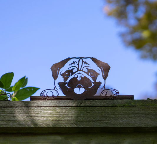 Rusty Metal Peeking Fence Pug