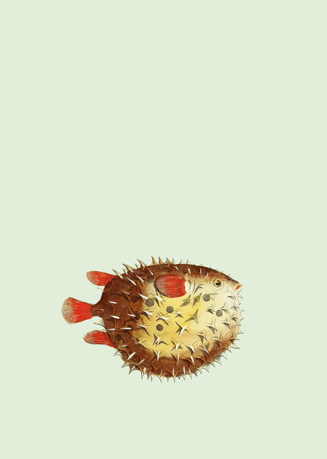 Gossip Puffa Fish A3 Digital Print - ad&i