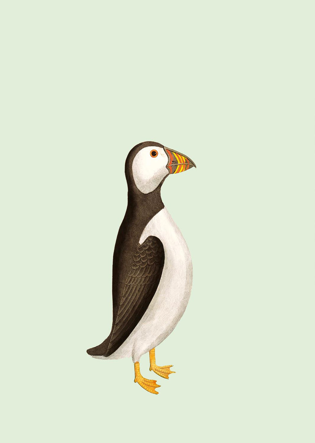 Reunion Puffin A3 Digital Print - ad&i