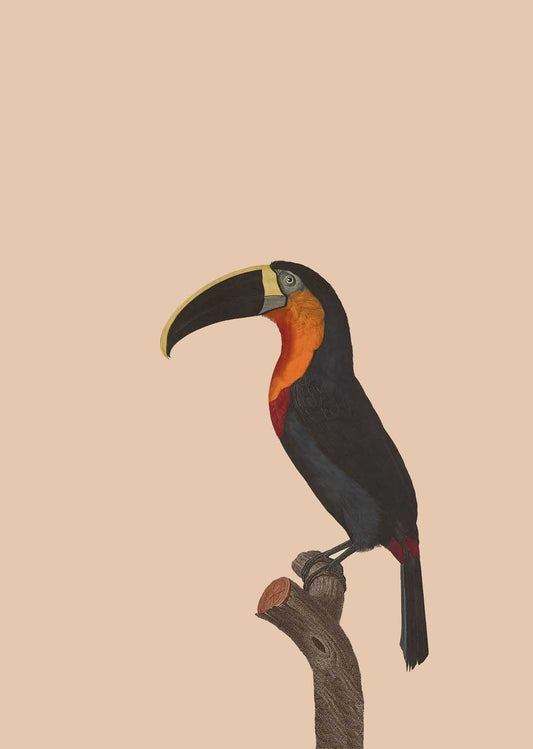 Troublemaker Toucan A3 Digital Print - ad&i