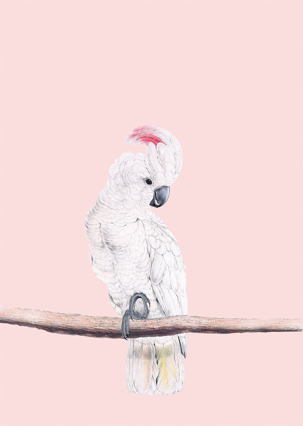 Wannabe Cockatoo A3 Digital Print - ad&i