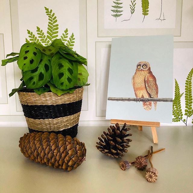 Mellow Owl A5 Digital Print - ad&i