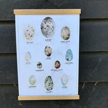 Load image into Gallery viewer, Bird Egg A3 Digital Print by Abby Cook - ad&amp;i