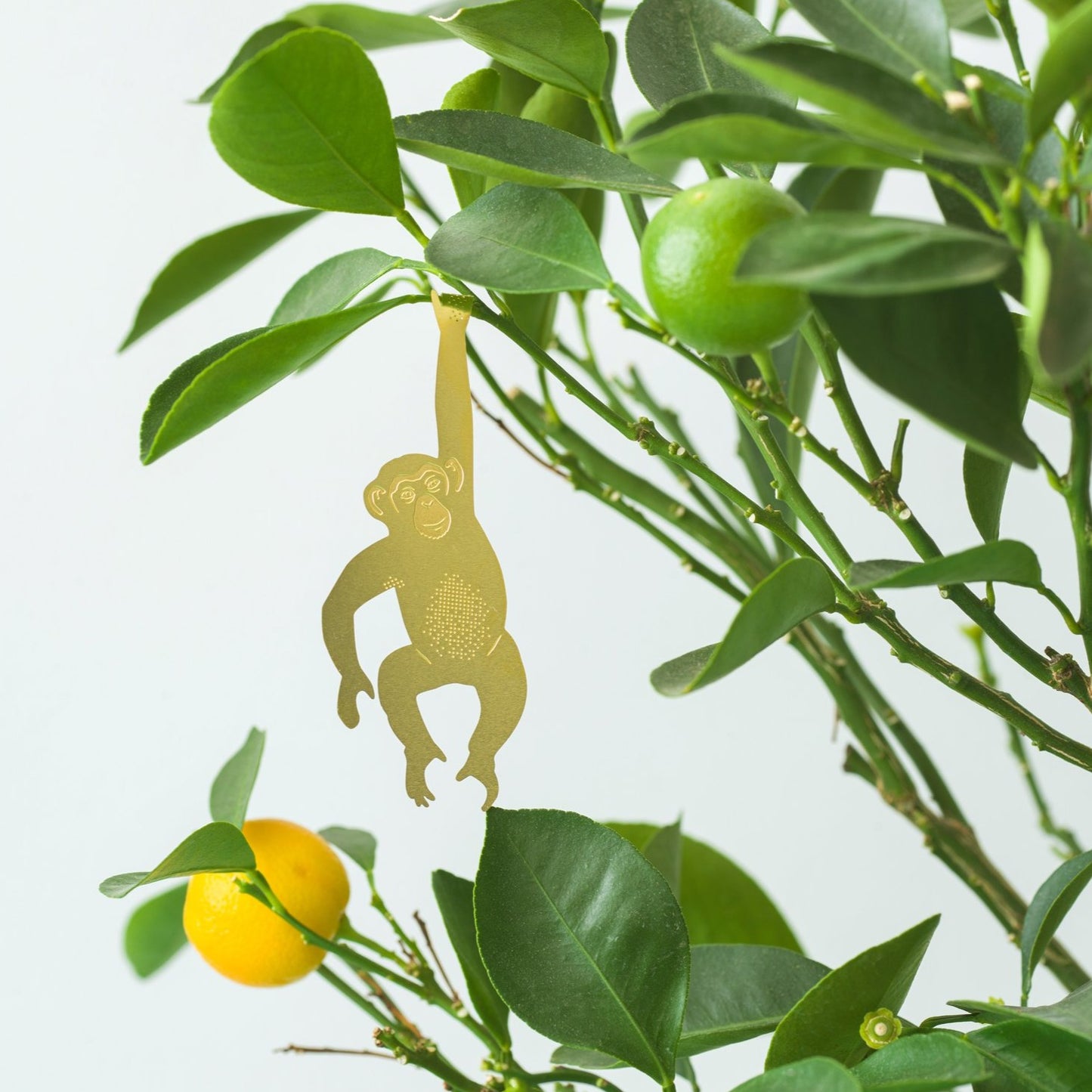 Plant Animal Chimpanzee - ad&i