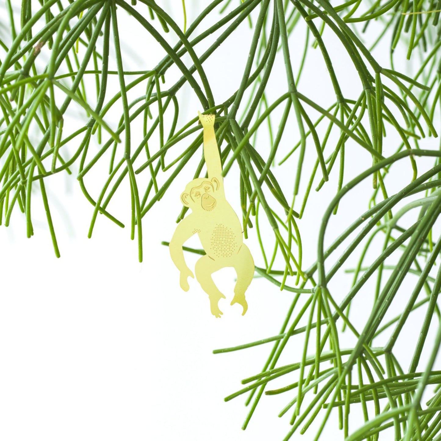 Plant Animal Chimpanzee - ad&i