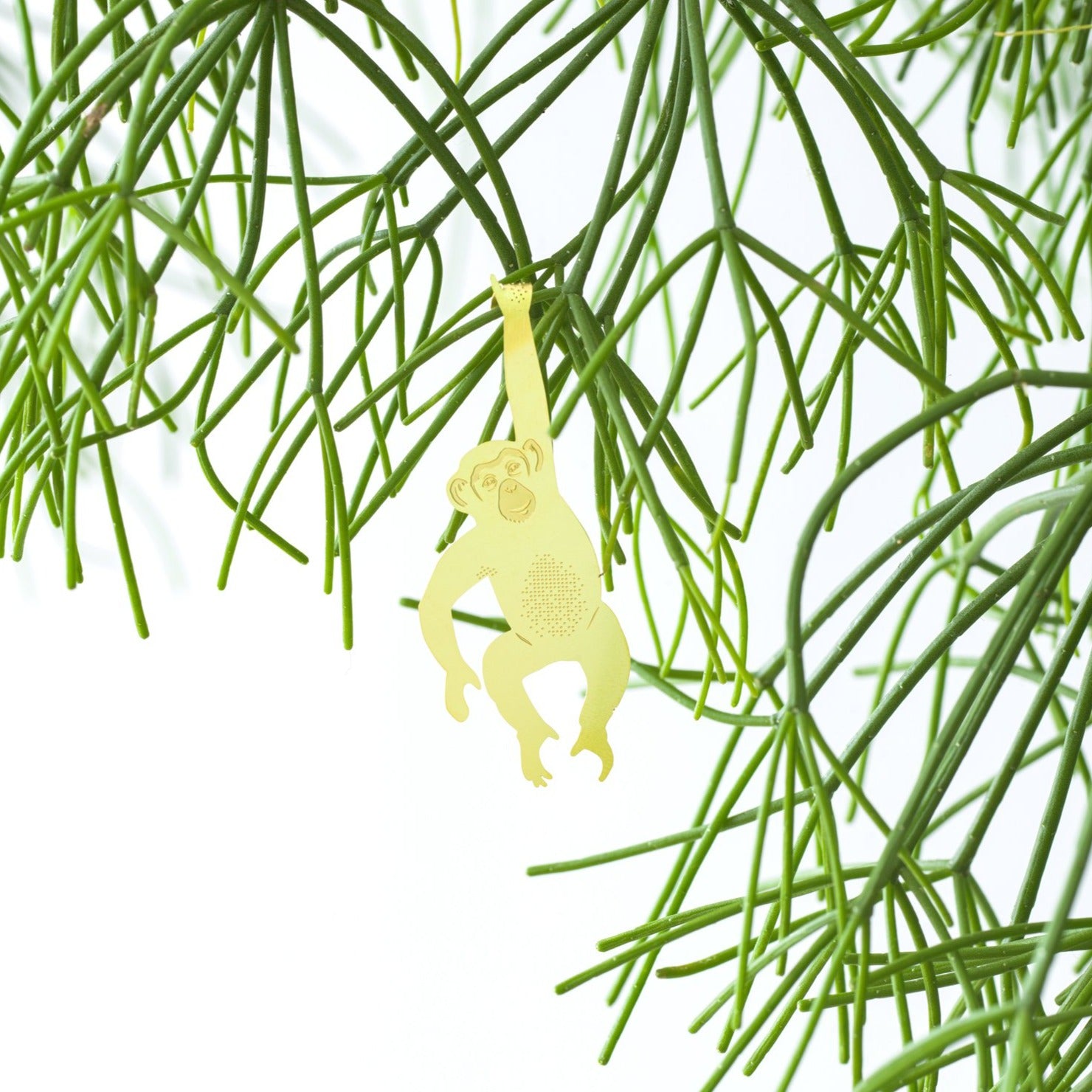 Plant Animal Chimpanzee - ad&i