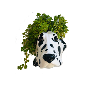 Ceramic Dalmatian Head Wall Sconce Vase - ad&i