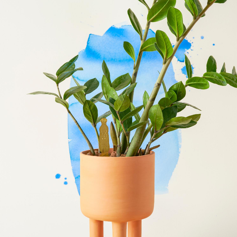 Plant Animal Meerkat - ad&i
