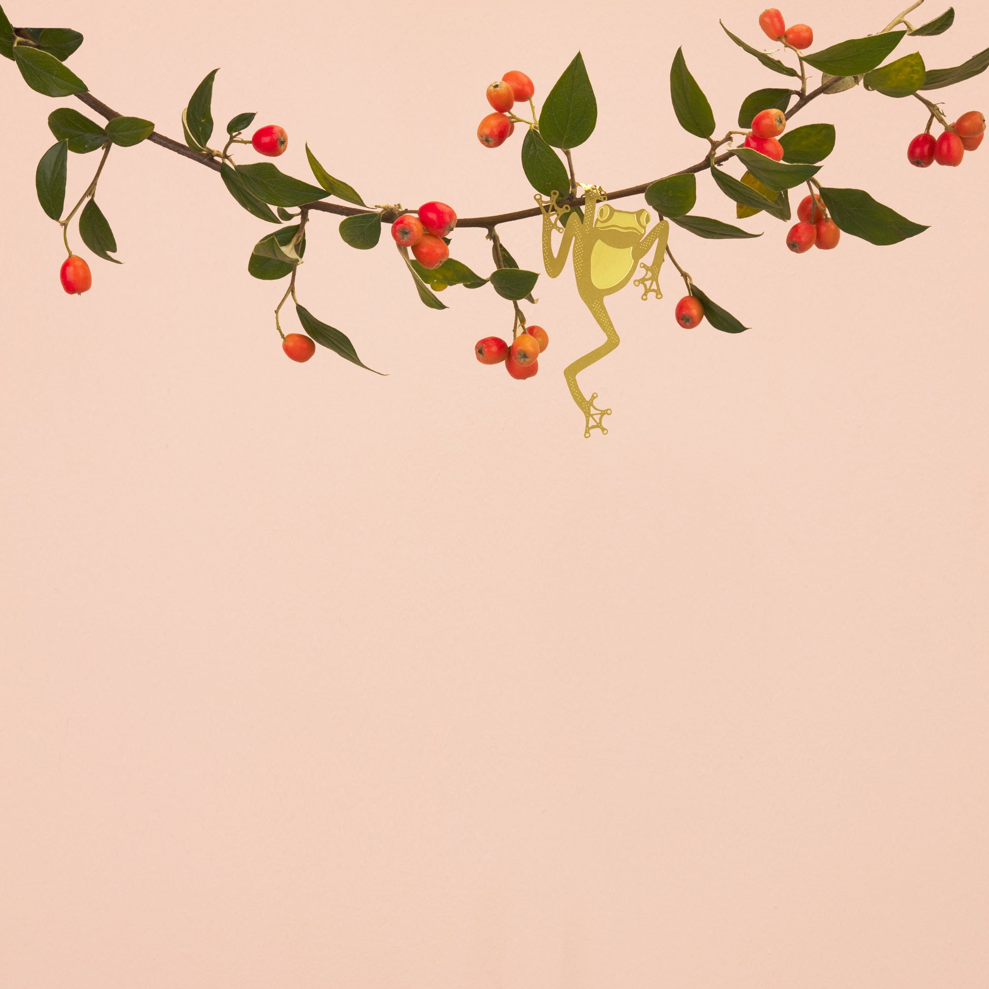 Plant Animal Tree Frog-ad&i
