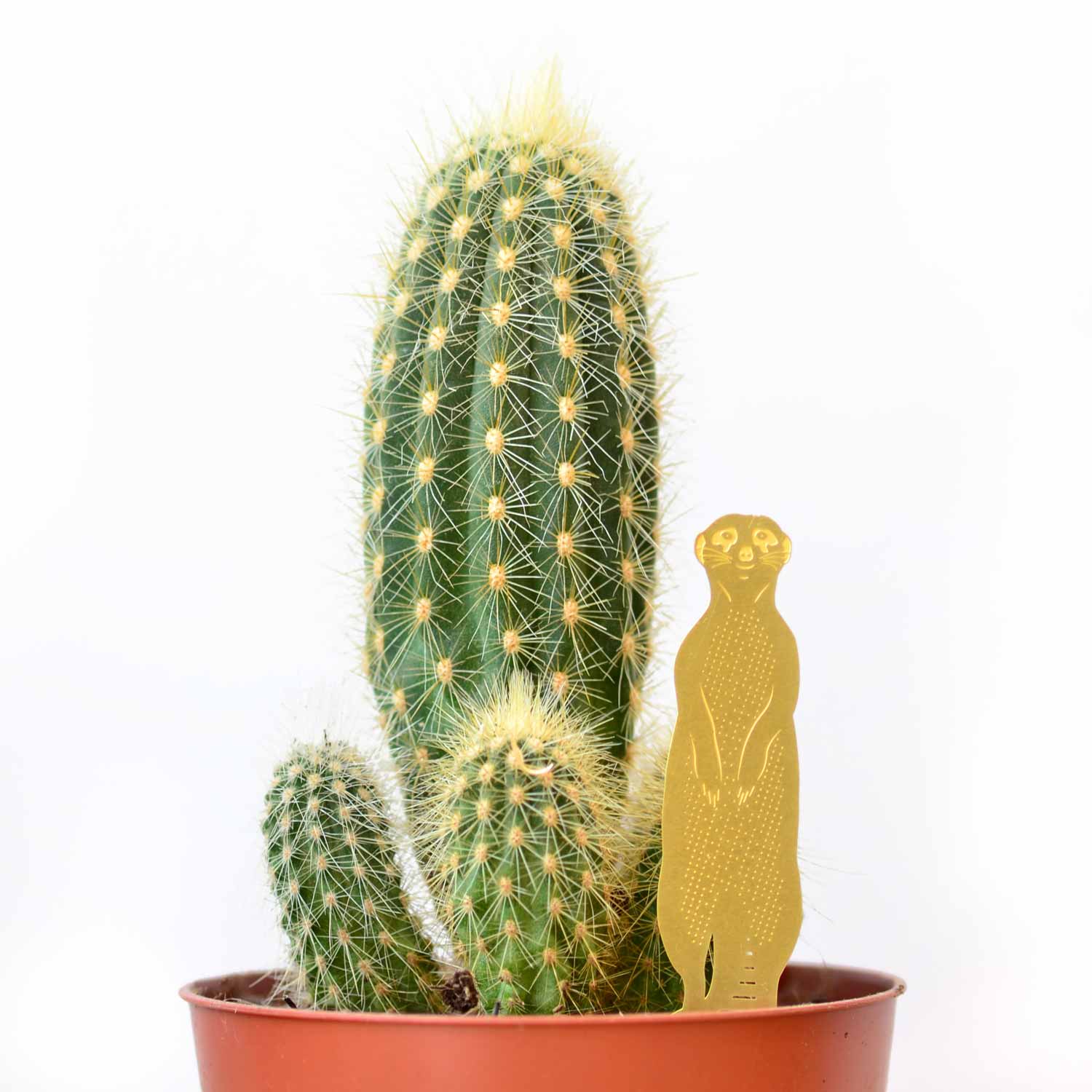 Plant Animal Meerkat - ad&i