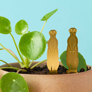 Plant Animal Meerkat - ad&i