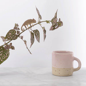 Plant Animal Chameleon - ad&i