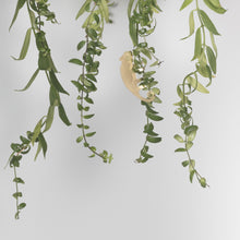 Load image into Gallery viewer, Plant Animal Chameleon-ad&amp;i