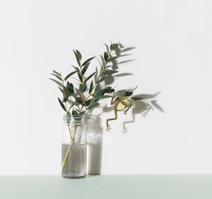 Plant Animal Tree Frog-ad&i