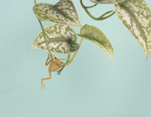 Load image into Gallery viewer, Plant Animal Tree Frog-ad&amp;i