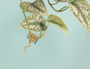 Plant Animal Tree Frog-ad&i