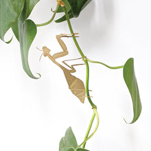 Load image into Gallery viewer, Plant Animal Praying Mantis - ad&amp;i