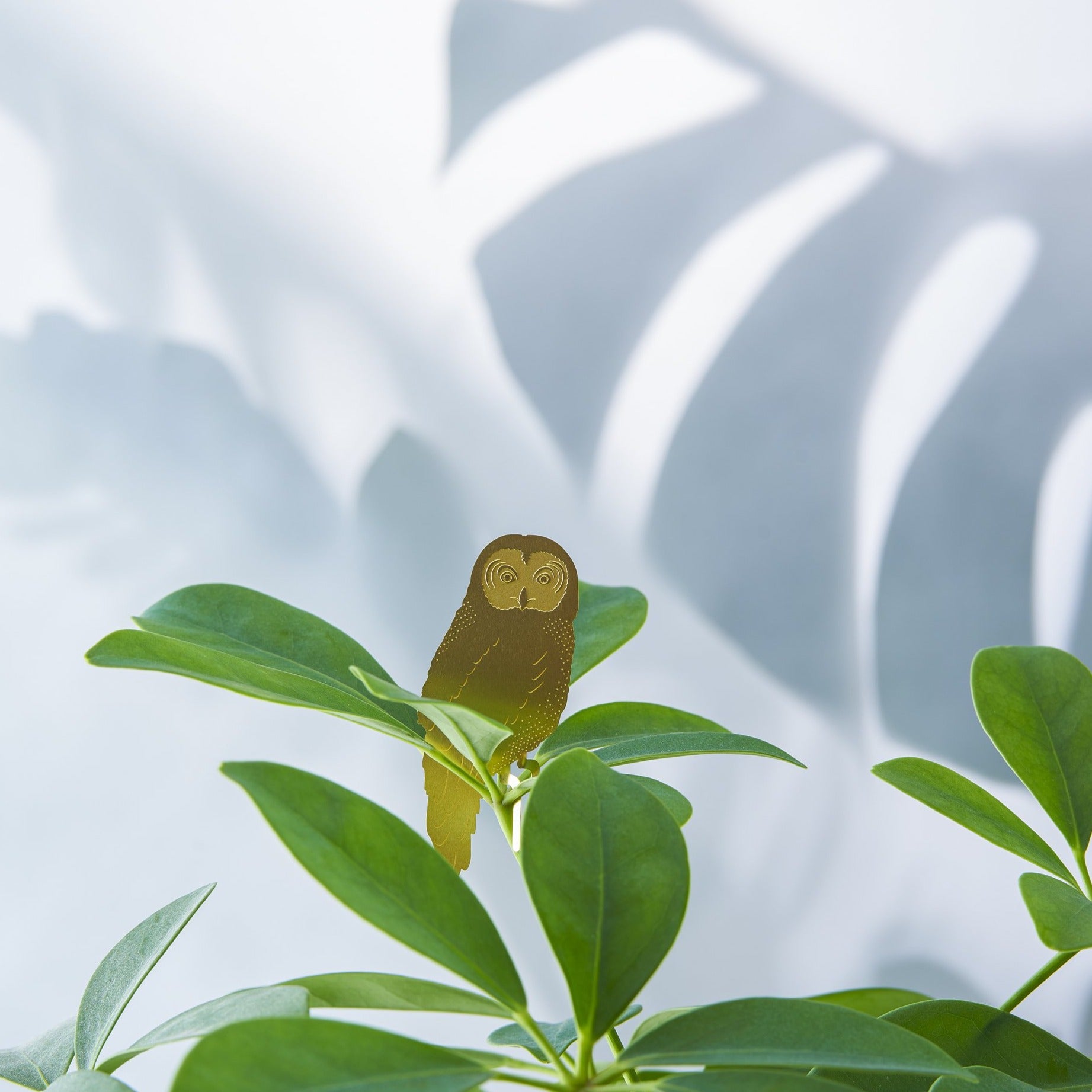 Plant Animal Owl-ad&i