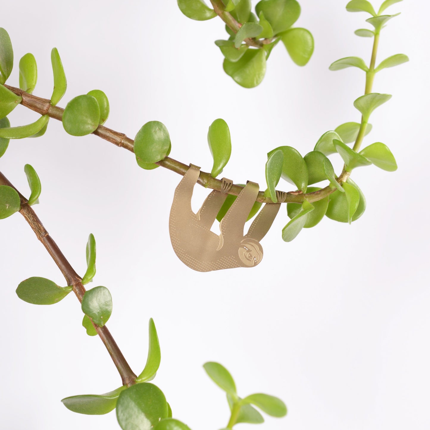 Plant Animal Sloth - ad&i