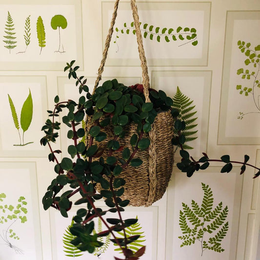 Seagrass Hanging Planter-ad&i
