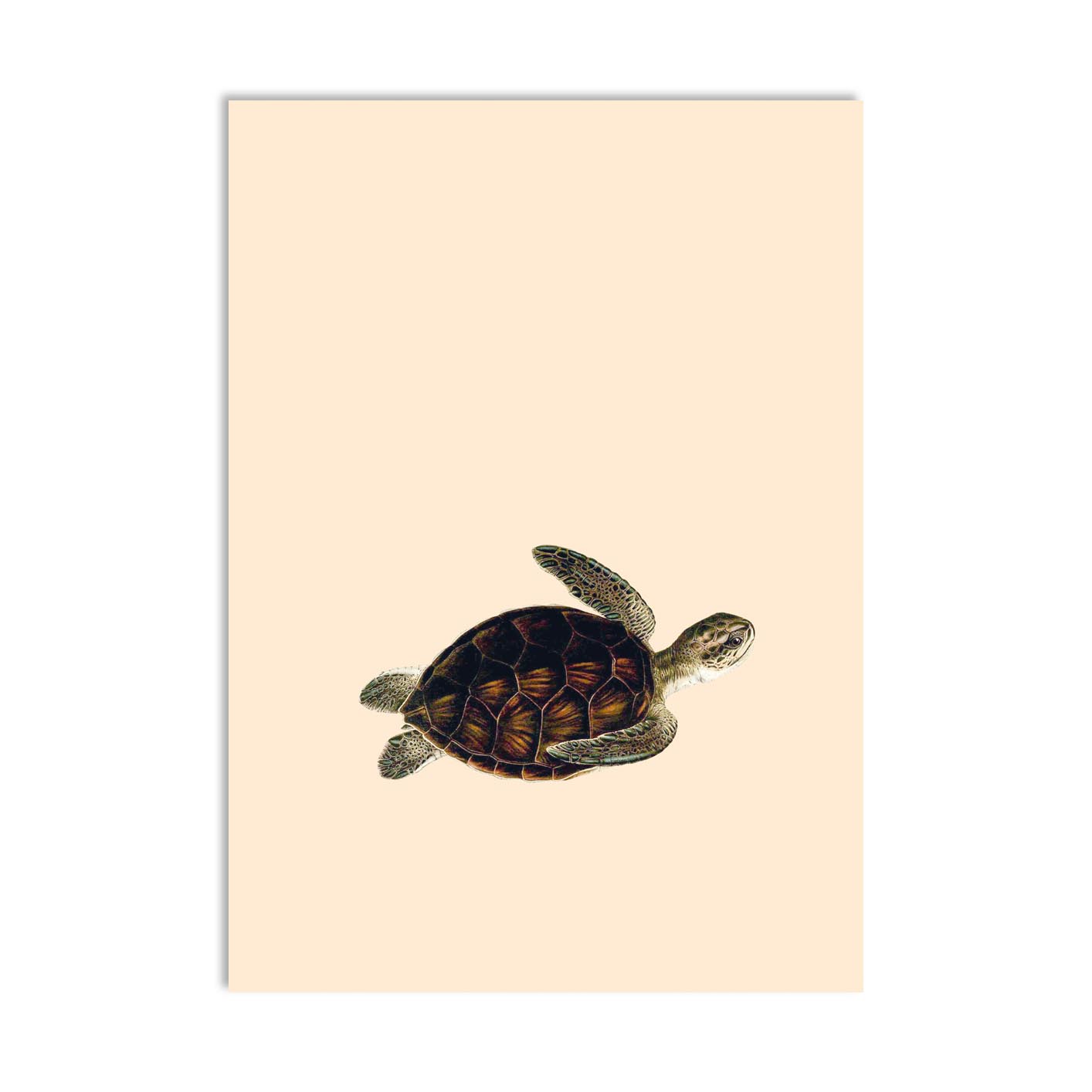 Come Together Turtle A6 Postcard - ad&i