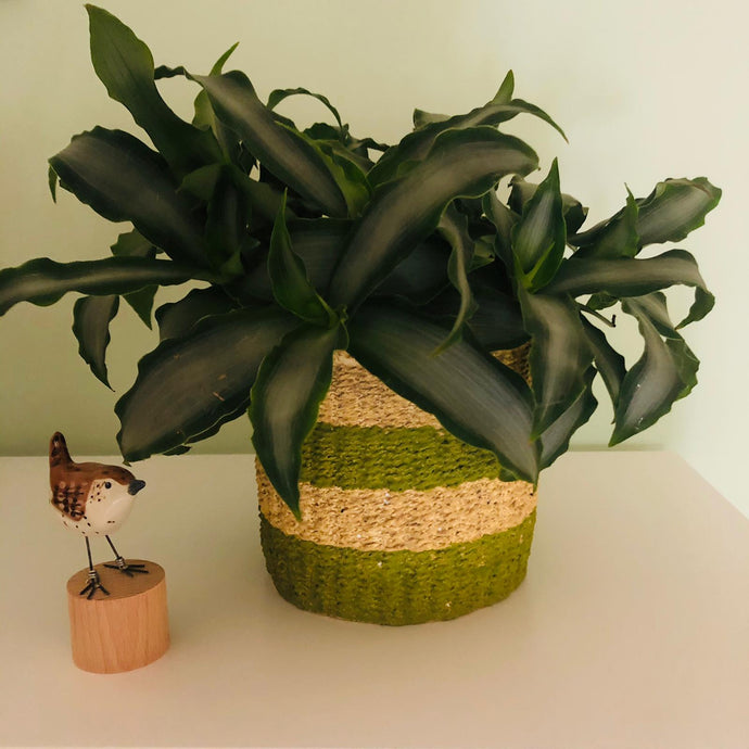 Green Stripe Cement Planter-ad&i