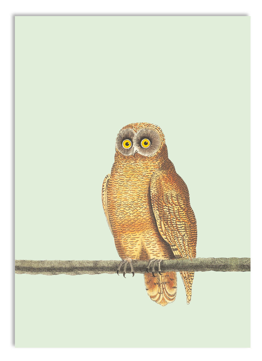 Mellow Owl A5 Digital Print - ad&i