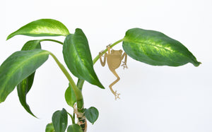 Plant Animal Tree Frog - ad&i