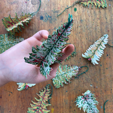 Load image into Gallery viewer, Pack of Four Forest Tree Paper Decorations-ad&amp;i